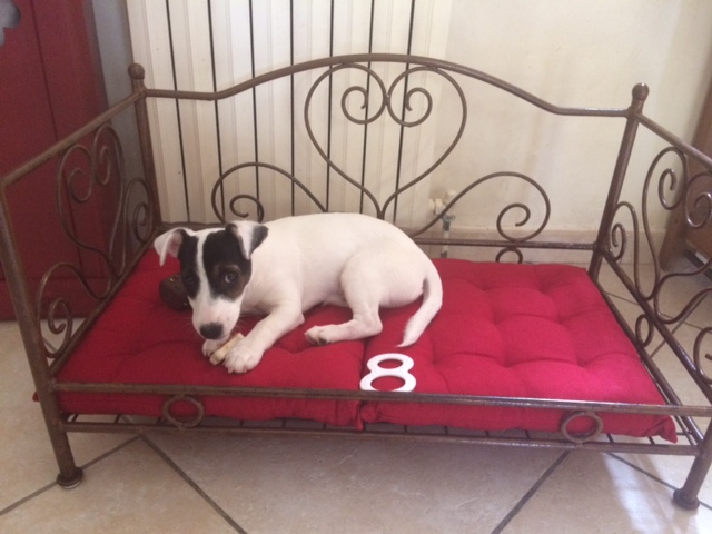 Pose de Canapé fer forgé pour chien ou chat dans le var 